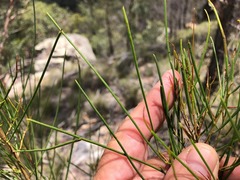 Dodonaea stenophylla