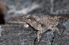 Paratettix argillaceus