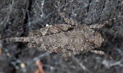 Paratettix argillaceus