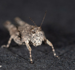 Paratettix argillaceus