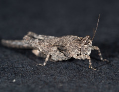 Paratettix argillaceus