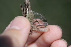 Chimarocephala pacifica