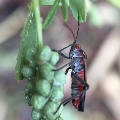 Leptocoris mitellatus