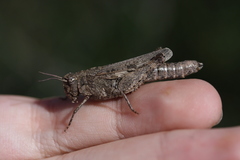 Chimarocephala pacifica