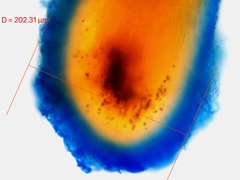 Chaenotheca brunneola