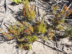 Carpacoce spermacocea