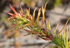 Carpacoce spermacocea