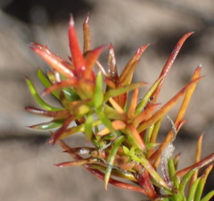 Carpacoce spermacocea