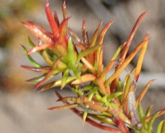 Carpacoce spermacocea