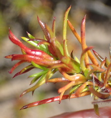 Carpacoce spermacocea