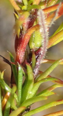 Carpacoce spermacocea