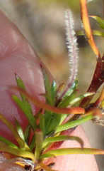 Carpacoce spermacocea
