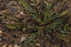 Anthyllis vulneraria polyphylla