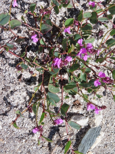Image of Indigofera ovata by (c) linkie, some rights reserved (CC BY)