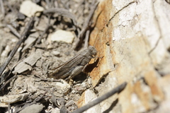Lactista gibbosus
