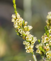 Thryptomene calycina