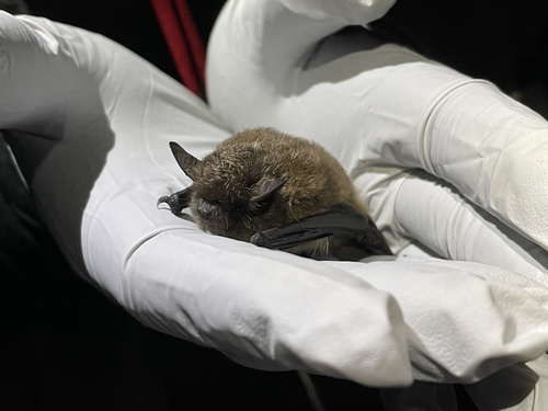 Yuma Myotis