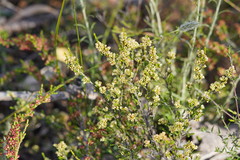 Thryptomene calycina
