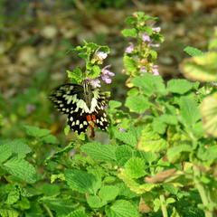 Papilio demoleus