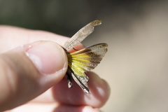 Lactista gibbosus