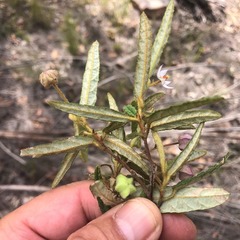 Seringia corollata
