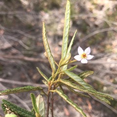 Seringia corollata