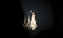 Tingena chloradelpha