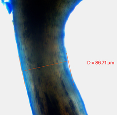 Chaenotheca brunneola
