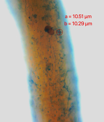 Chaenotheca brunneola