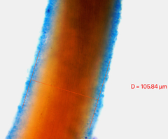 Chaenotheca brunneola