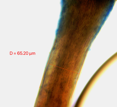 Chaenotheca brunneola