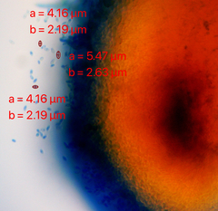 Chaenotheca brunneola