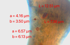 Chaenotheca brunneola