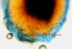 Chaenotheca brunneola