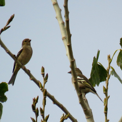 Fringilla coelebs
