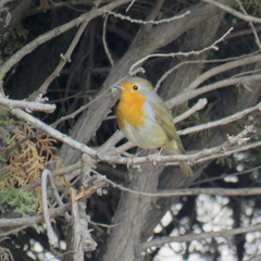 Erithacus rubecula