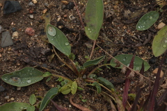 Anthyllis vulneraria polyphylla