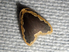 Diduga spinosusa
