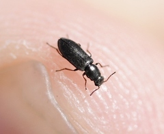 Eschatocrepis constrictus