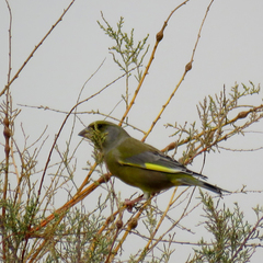 Chloris chloris
