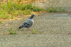 Columba livia