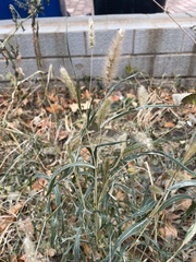 Setaria viridis