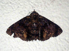 Diomea diffusifascia