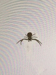 Misumena vatia
