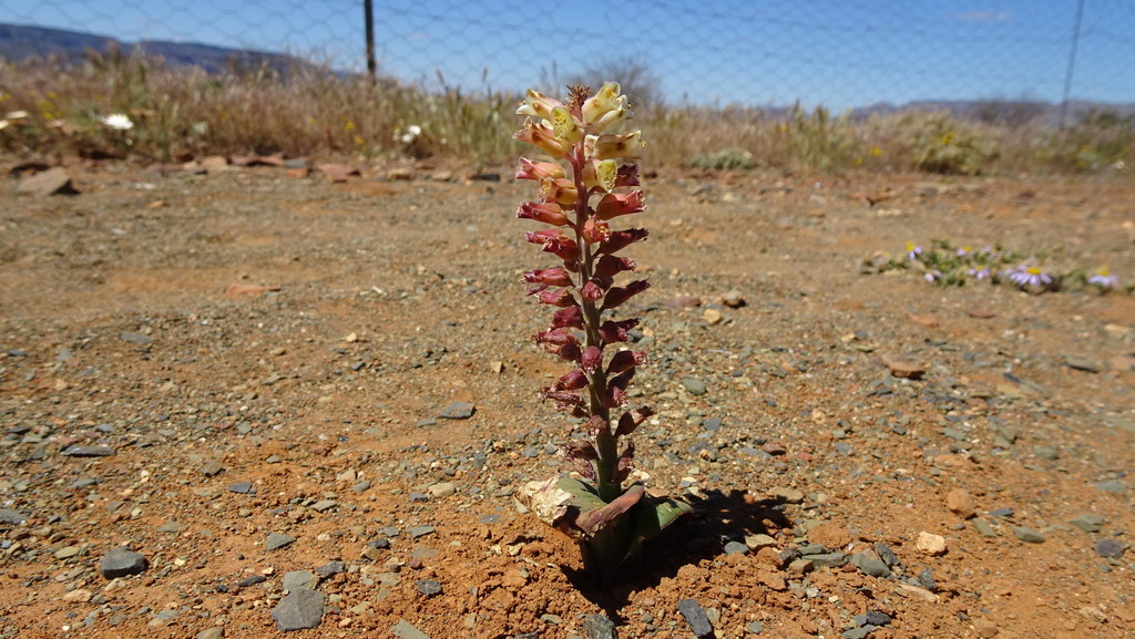 Lachenalia doleritica, Namakwa, ZA-NC, ZA
