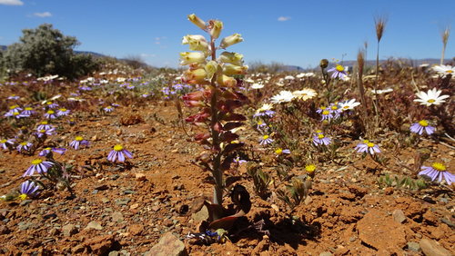 Image of Lachenalia doleritica by (c) Paul Emms, some rights reserved (CC BY-SA)