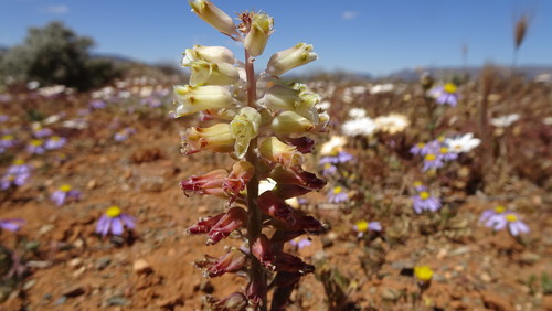 Image of Lachenalia doleritica by (c) Paul Emms, some rights reserved (CC BY-SA)