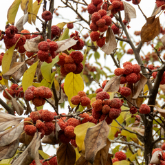 Maclura tricuspidata