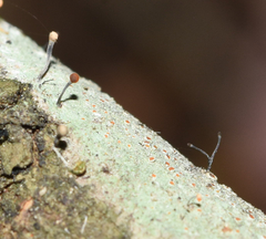 Chaenotheca brunneola