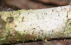 Chaenotheca brunneola